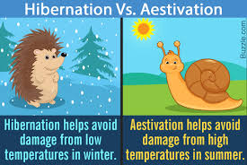 Difference Between Hibernation and Other Types of Dormancy – Animal Sake